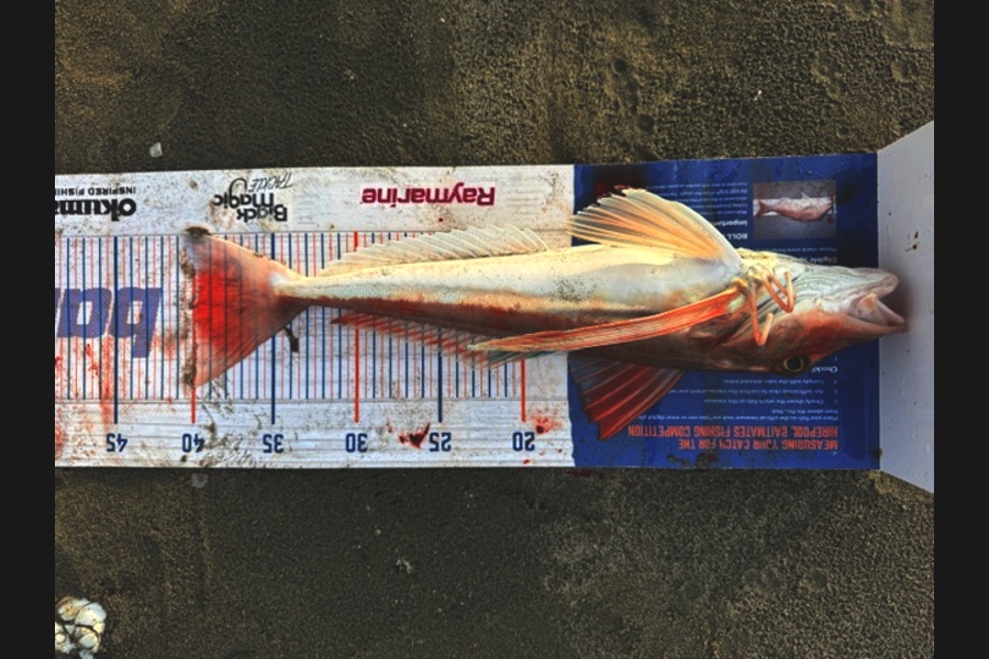 Steve Watt caught this 40.0cm Gurnard at Wellington during The Export NZ Fishing Competition