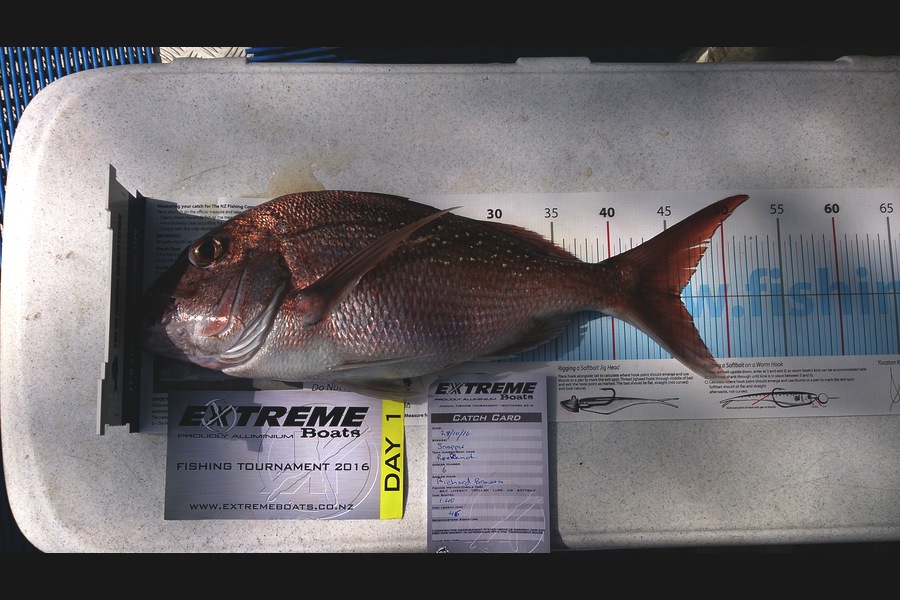 Richard Brown caught this 46.0cm Snapper at Whitianga  during The Export NZ Fishing Competition