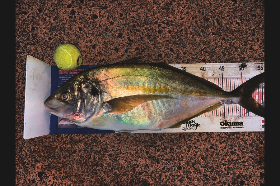 Blake Baird caught this 51.5cm Trevally at Coromandel during The Export NZ Fishing Competition