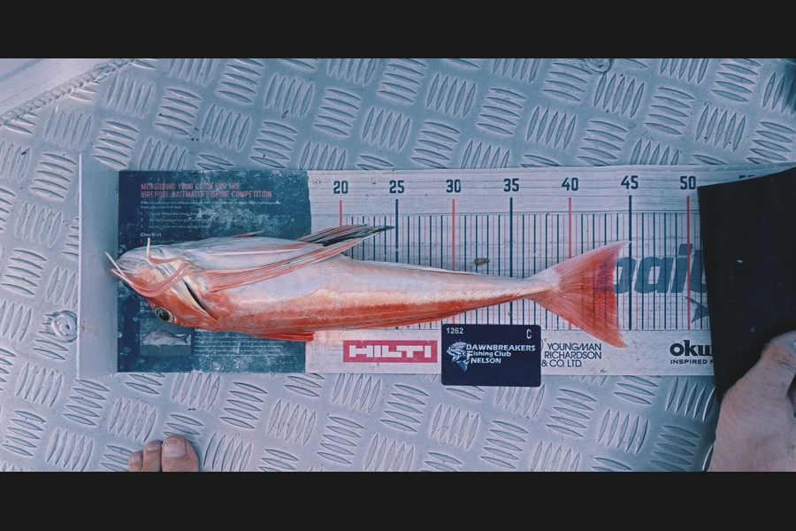 Carol Brannen caught this 43.5cm Gurnard at Nelson/Marlborough during The Export NZ Fishing Competition