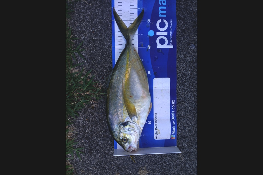 Joshua  Melchers  caught this 47.0cm Trevally at Bay of Plenty during The Export NZ Fishing Competition