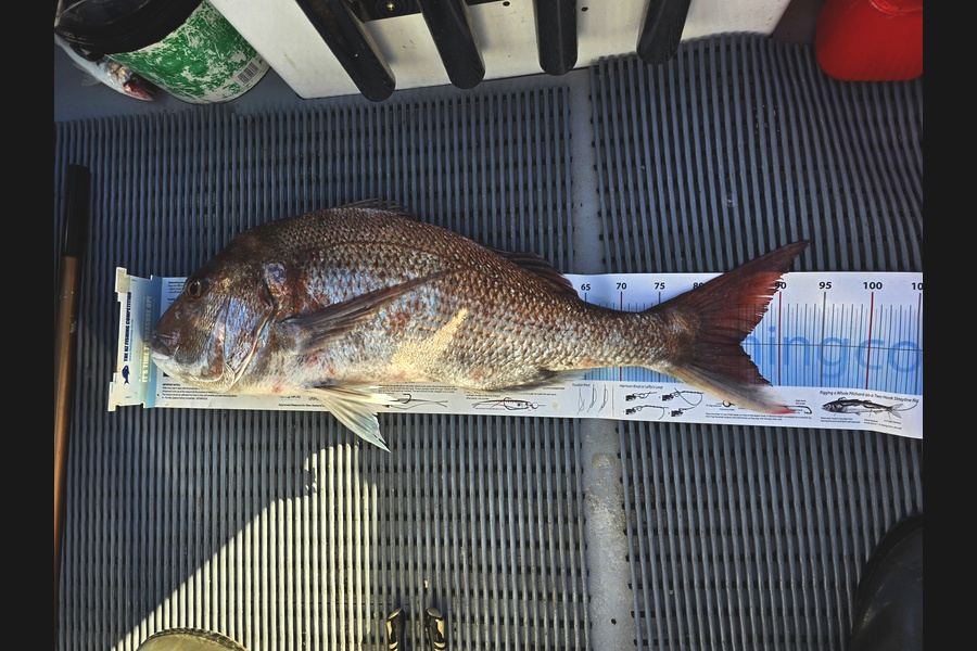 Jesse Crasborn caught this 85.0cm Snapper at Nelson/Marlborough during The Export NZ Fishing Competition
