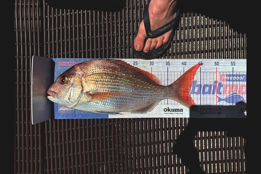 Leanne Murray caught this 41.5cm Snapper at Bay of Plenty during The Export NZ Fishing Competition