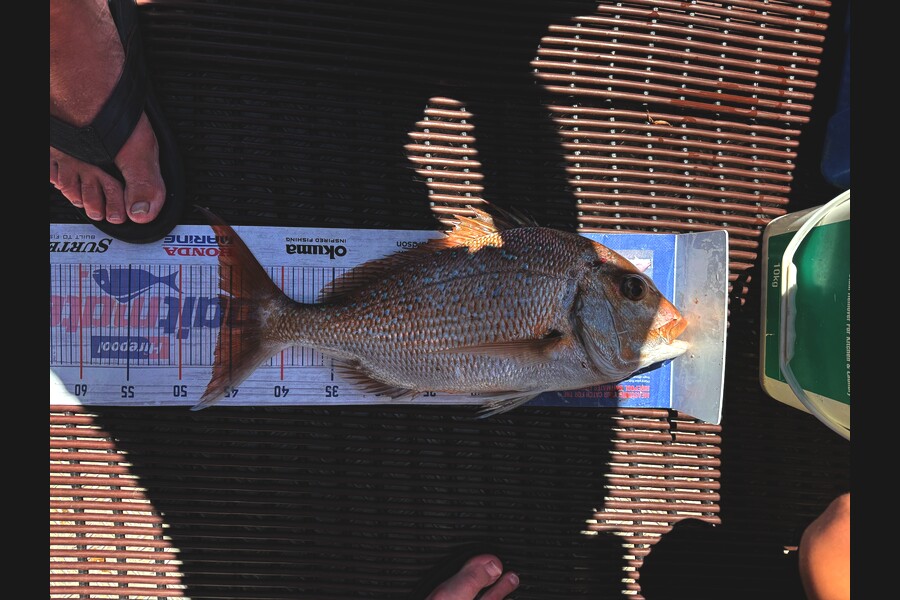 Warren Murray caught this 46.0cm Snapper at Bay of Plenty during The Export NZ Fishing Competition