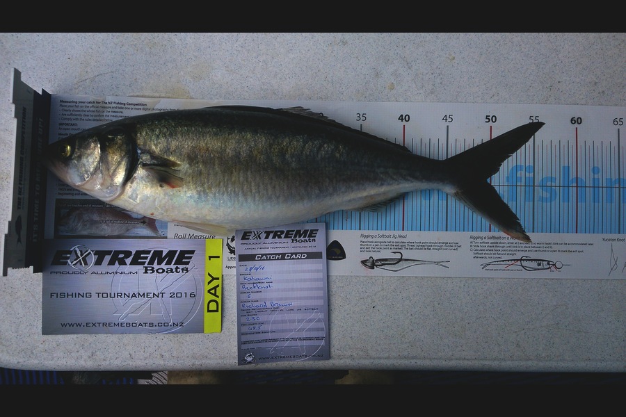 Richard Brown caught this 49.5cm Kahawai at Whitianga  during The Export NZ Fishing Competition