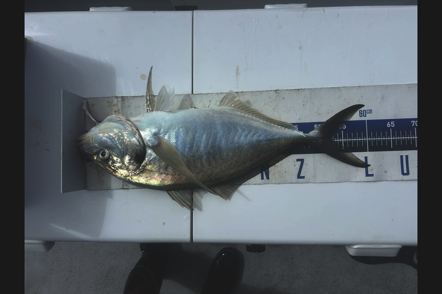 Erin Mcloughlin caught this 53.0cm Trevally at Auckland during The Export NZ Fishing Competition
