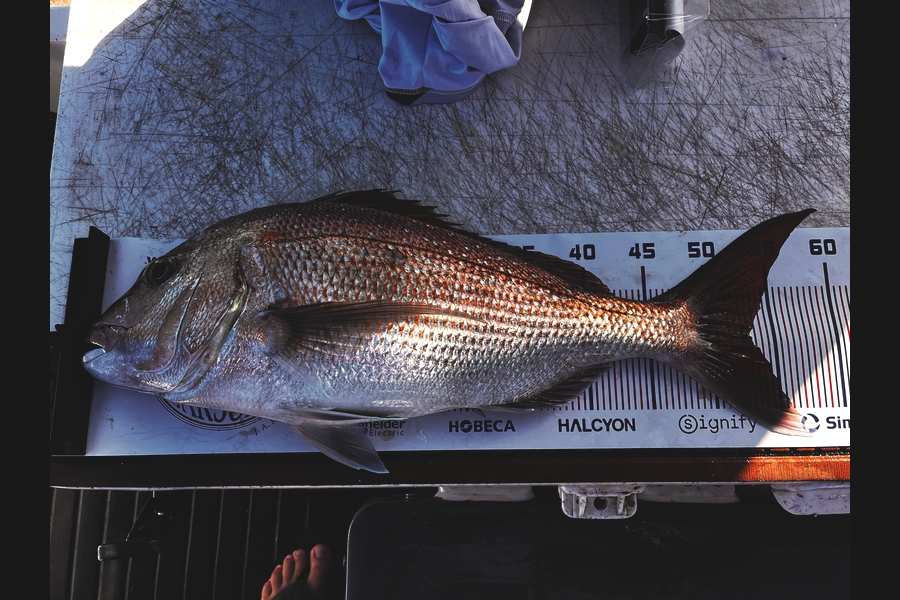 Daniel Charleston caught this 53.0cm Snapper at Coromandel during The Export NZ Fishing Competition