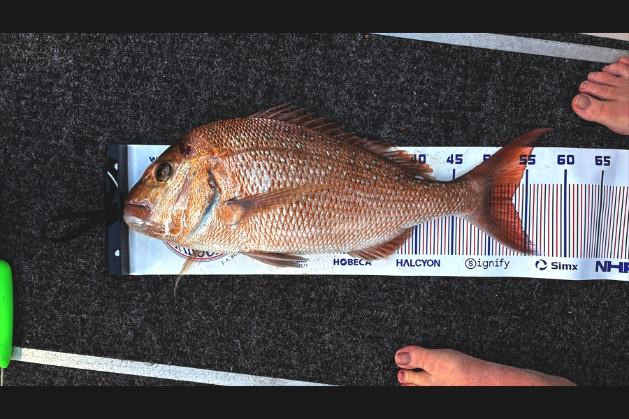 Jason Doherty caught this 53.0cm Snapper at Coromandel during The Export NZ Fishing Competition