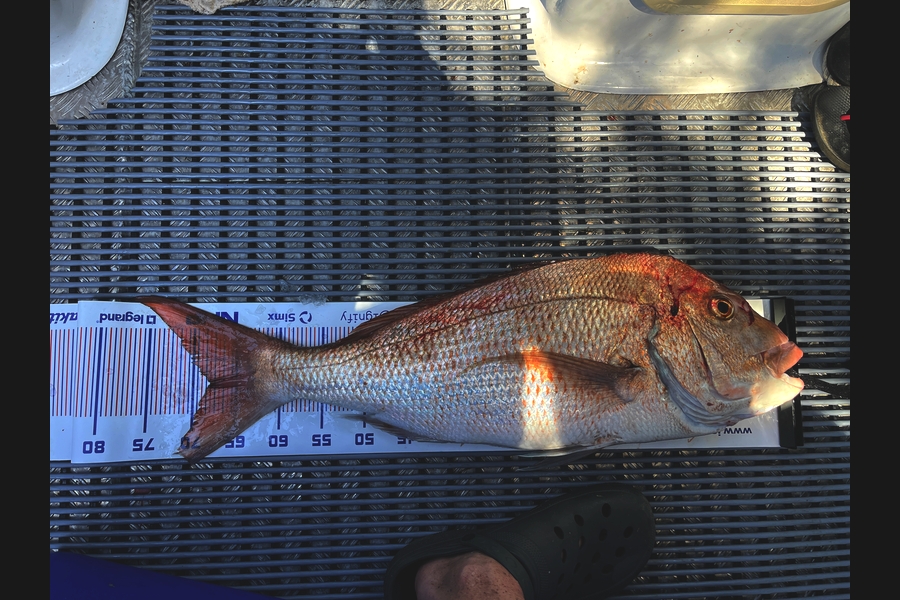 Anthony Riches caught this 66.0cm Snapper at Coromandel during The Export NZ Fishing Competition