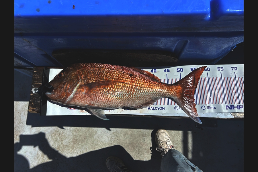 Hayden Coombes caught this 54cm Snapper at Coromandel during The Export NZ Fishing Competition