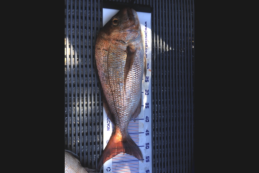 Steve McMillan caught this 51.5cm Snapper at Coromandel during The Export NZ Fishing Competition