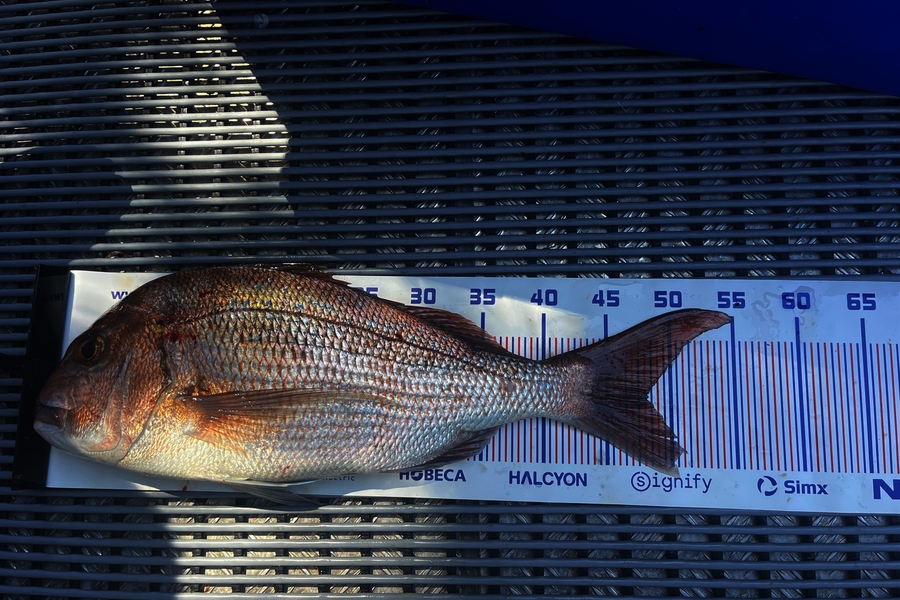 Jay Hawkins caught this 48cm Snapper at Coromandel during The Export NZ Fishing Competition