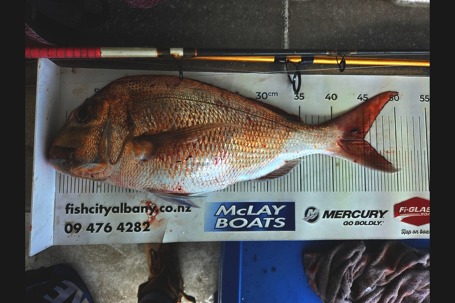 Aaron Katipo caught this 45.0cm Snapper at Coromandel during The Export NZ Fishing Competition