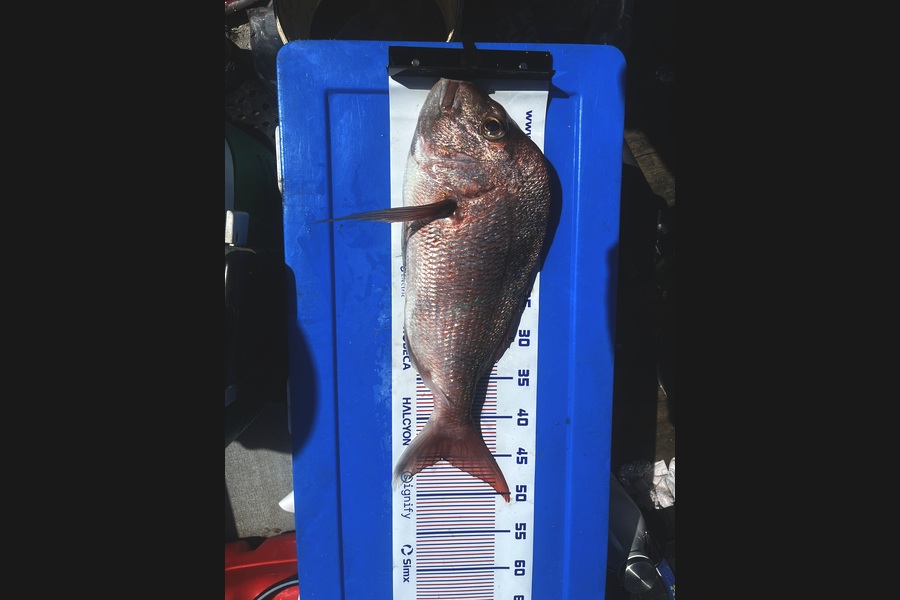 Andy Sherlock caught this 45.0cm Snapper at Coromandel during The Export NZ Fishing Competition