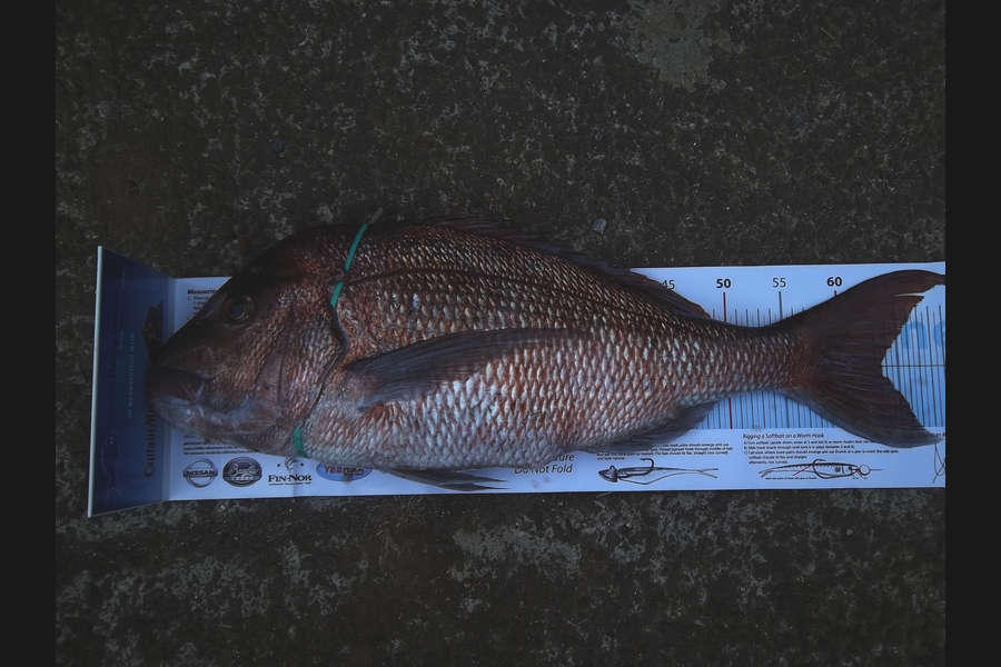 Ivo Jurisich caught this 63.5cm Snapper at Great Barrier during The Export NZ Fishing Competition