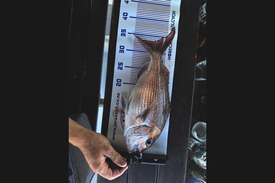 Hardus Burger caught this 33.5cm Snapper at Coromandel during The Export NZ Fishing Competition