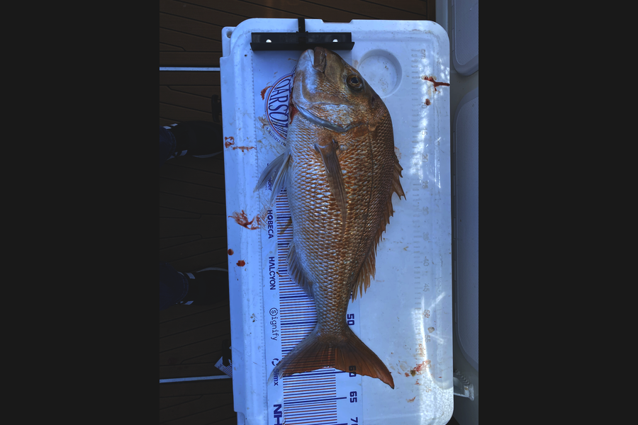 Luke McCormack caught this 58.5cm Snapper at Coromandel during The Export NZ Fishing Competition