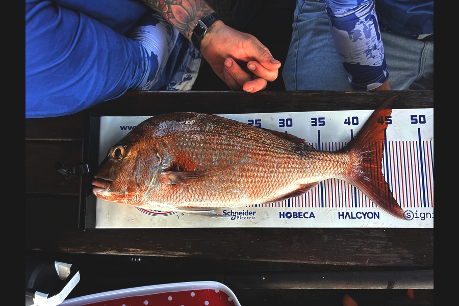 Benjamin Lamont caught this 44.0cm Snapper at Coromandel during The Export NZ Fishing Competition