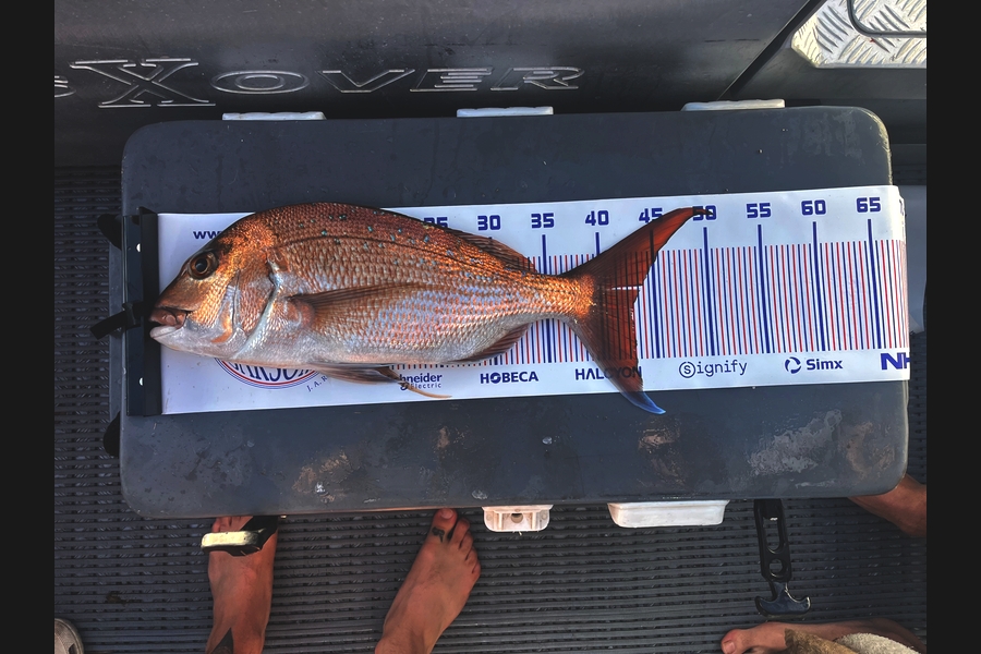 Flynn Wright caught this 43.0cm Snapper at Coromandel during The Export NZ Fishing Competition
