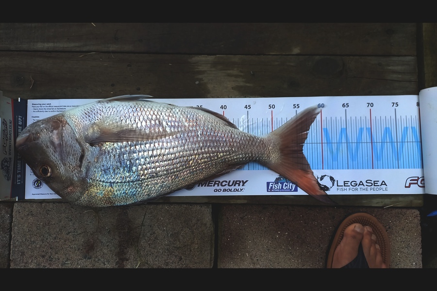 Andrew Tohu caught this 56.0cm Snapper at Northland during The Export NZ Fishing Competition