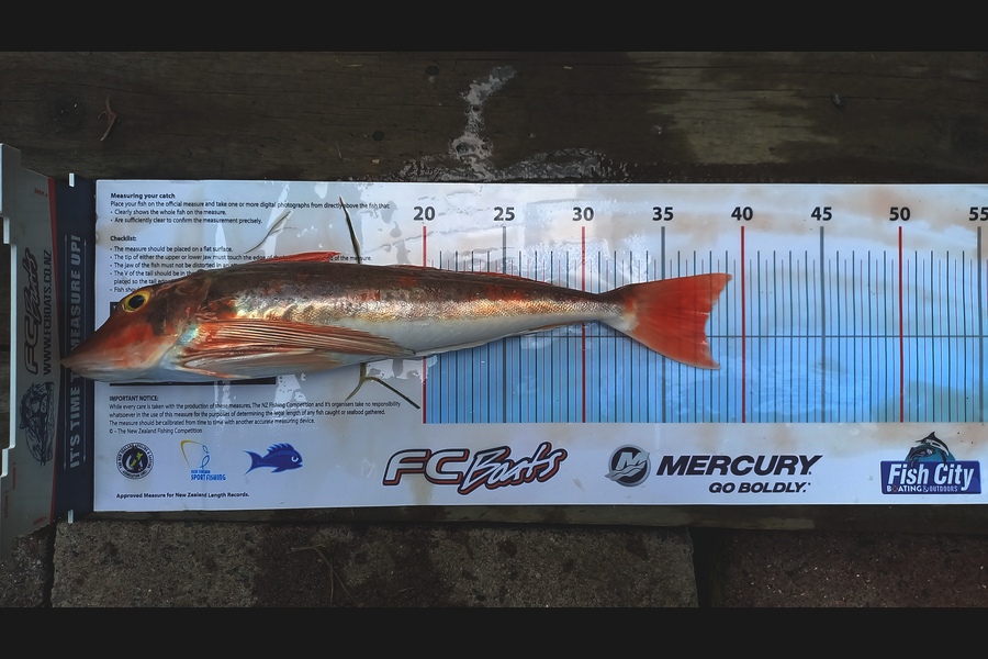 Andrew Tohu caught this 37.5cm Gurnard at Northland during The Export NZ Fishing Competition