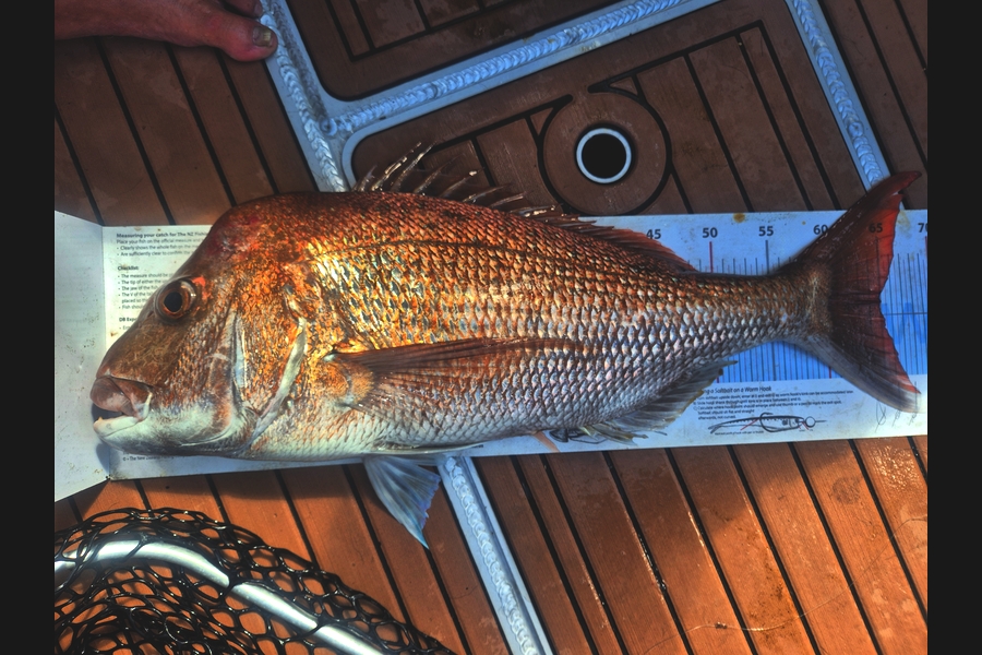 Alan Whitley  caught this 65.0cm Snapper at Coromandel during The Export NZ Fishing Competition