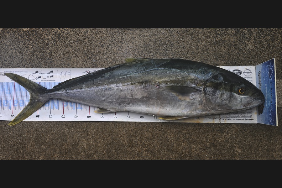 Frank van Vroonhoven caught this 83.0cm Kingfish at Bay of Plenty during The Export NZ Fishing Competition