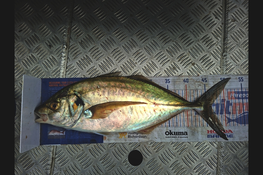 James Bailey caught this 46.5cm Trevally at Bay of Plenty during The Export NZ Fishing Competition