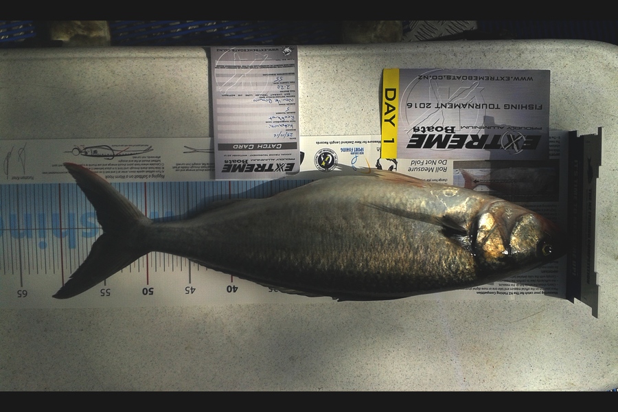 Neville  Brown caught this 55.0cm Kahawai at Whitianga  during The Export NZ Fishing Competition