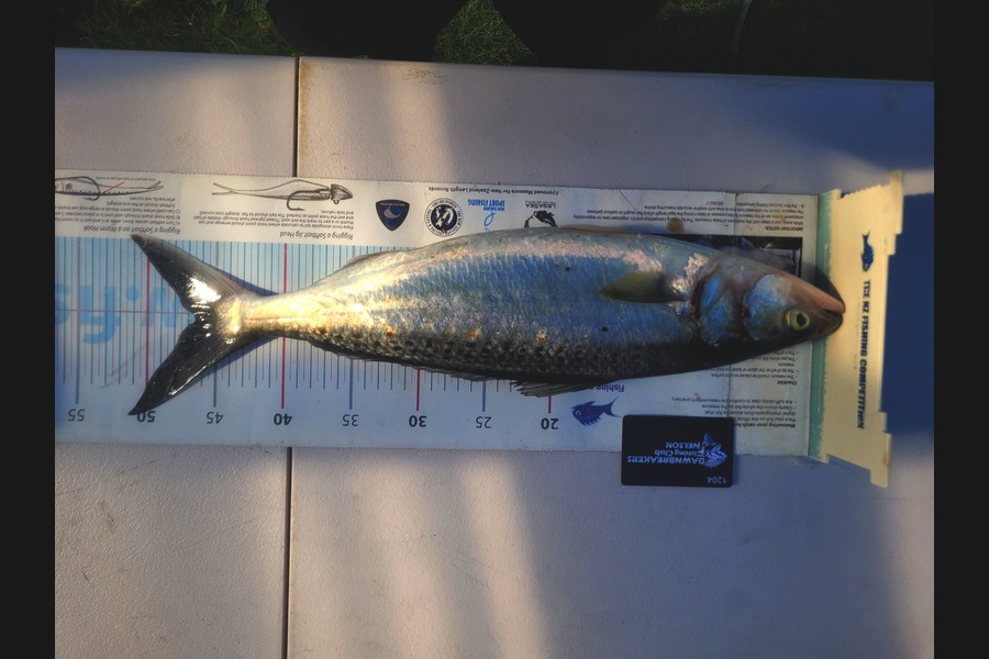 Gareth  Nicholson  caught this 46.5cm Kahawai at Nelson/Marlborough during The Export NZ Fishing Competition