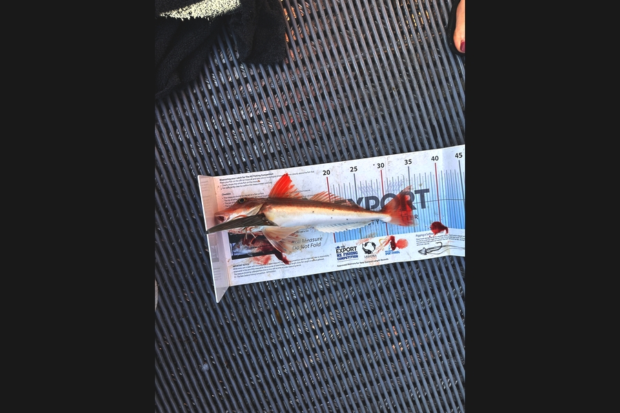 Cordelia Holt caught this 35.0cm Gurnard at Nelson/Marlborough during The Export NZ Fishing Competition