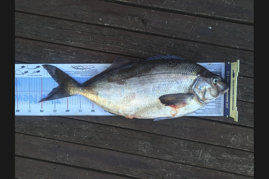 Jay Harland caught this 63.0cm Blue Moki at Canterbury during The Export NZ Fishing Competition