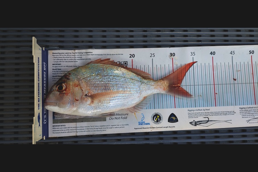 Janet Attwood caught this 31.5cm Snapper at Northland during The Export NZ Fishing Competition
