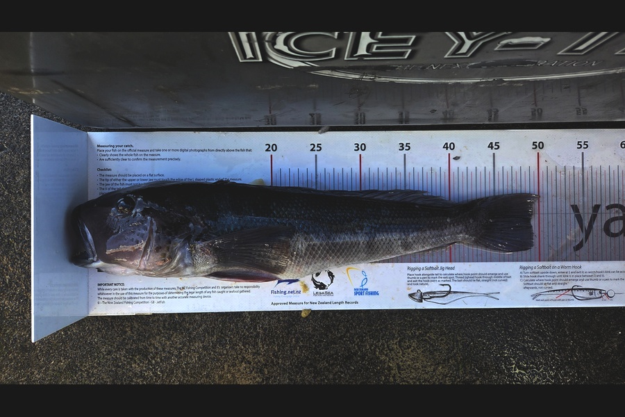 Chilton  Atherton  caught this 49.0cm Blue Cod at Taranaki during The Export NZ Fishing Competition
