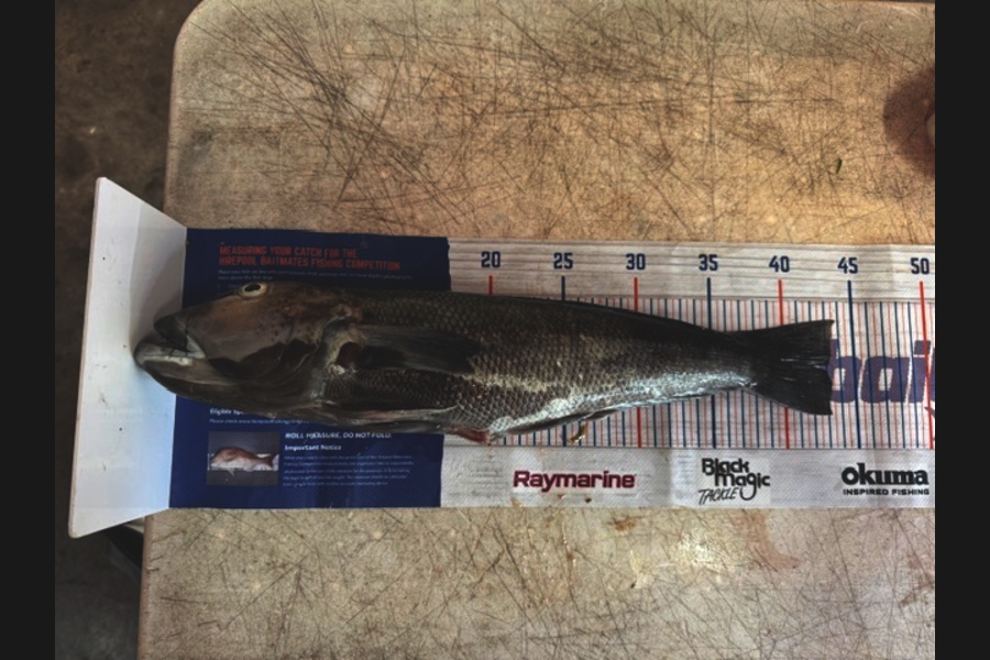 Steve Watt caught this 43.0cm Blue Cod at Wellington during The Export NZ Fishing Competition