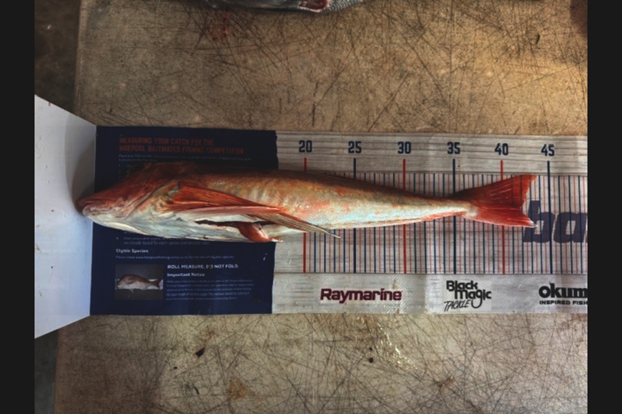 Steve Watt caught this 42.0cm Gurnard at Wellington during The Export NZ Fishing Competition