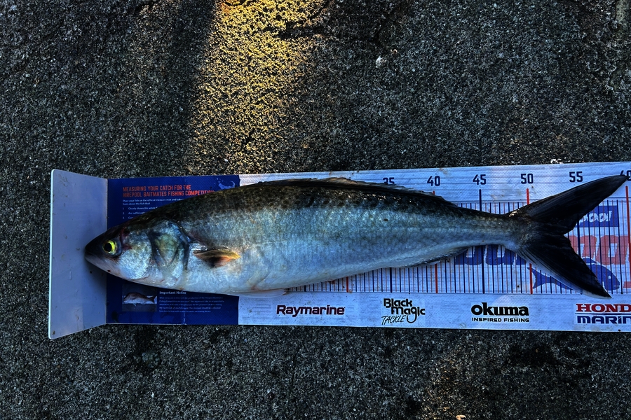 Jared Wilson caught this 53.5cm Kahawai at Wellington during The Export NZ Fishing Competition