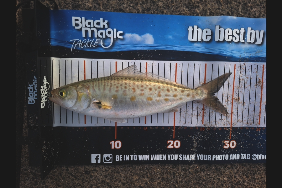 Craig Dunlop caught this 26.5cm Kahawai at Coromandel during The Export NZ Fishing Competition