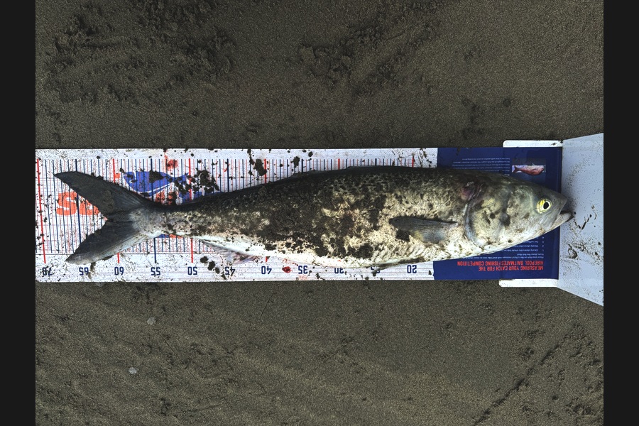 Steve Williams caught this 61.0cm Kahawai at Canterbury during The Export NZ Fishing Competition