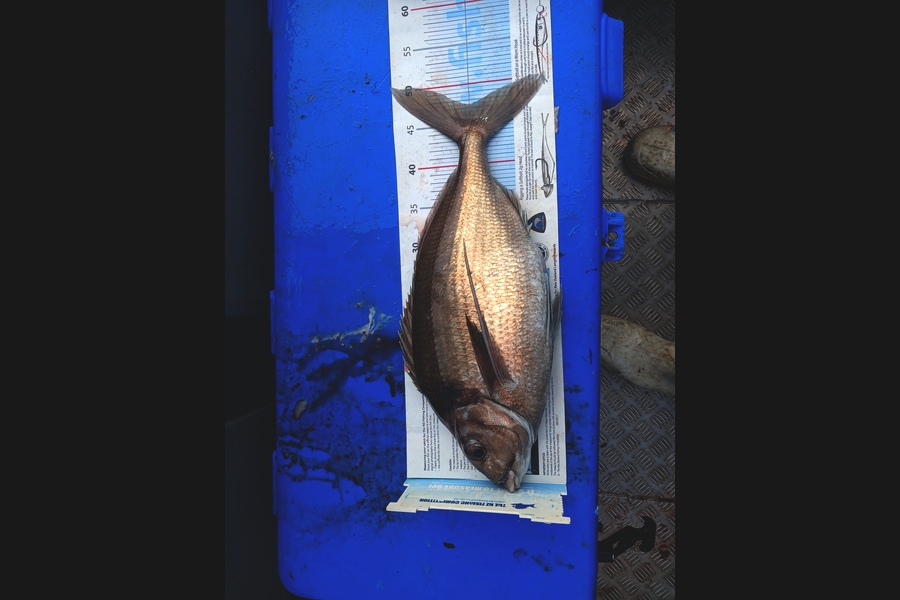 Nick Richards caught this 47.0cm Tarakihi at West Coast during The Export NZ Fishing Competition