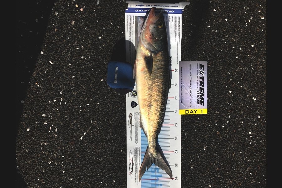 Joel Mitchell caught this 54.0cm Kahawai at Whitianga  during The Export NZ Fishing Competition