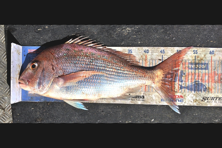 Tim  McKenzie caught this 49cm Snapper at Hawkes Bay during The Export NZ Fishing Competition