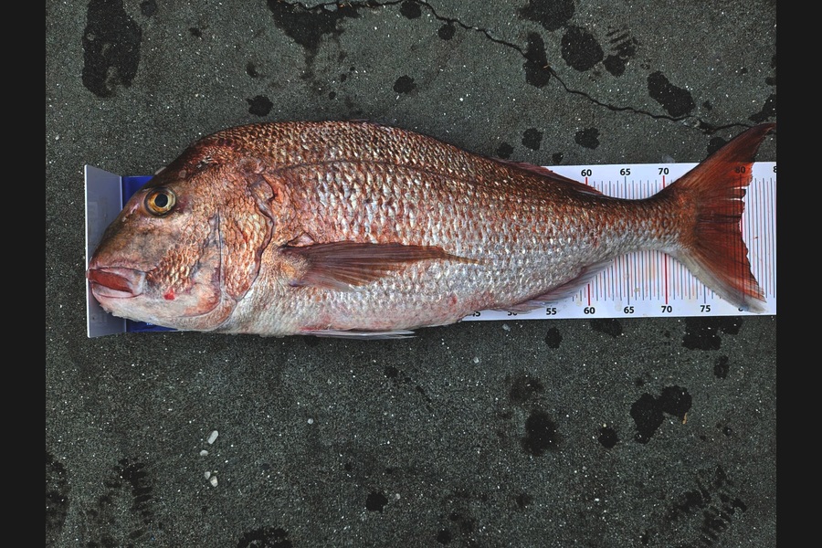 Ockert Maritz  caught this 79.5cm Snapper at Northland during The Export NZ Fishing Competition