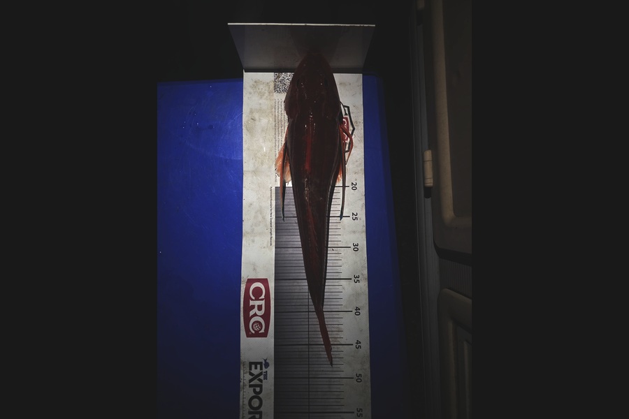Peter Robb caught this 45.5cm Gurnard at Taranaki during The Export NZ Fishing Competition