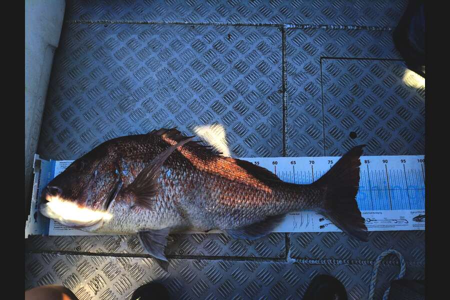 Tony Luo caught this 81.0cm Snapper at Auckland during The Export NZ Fishing Competition