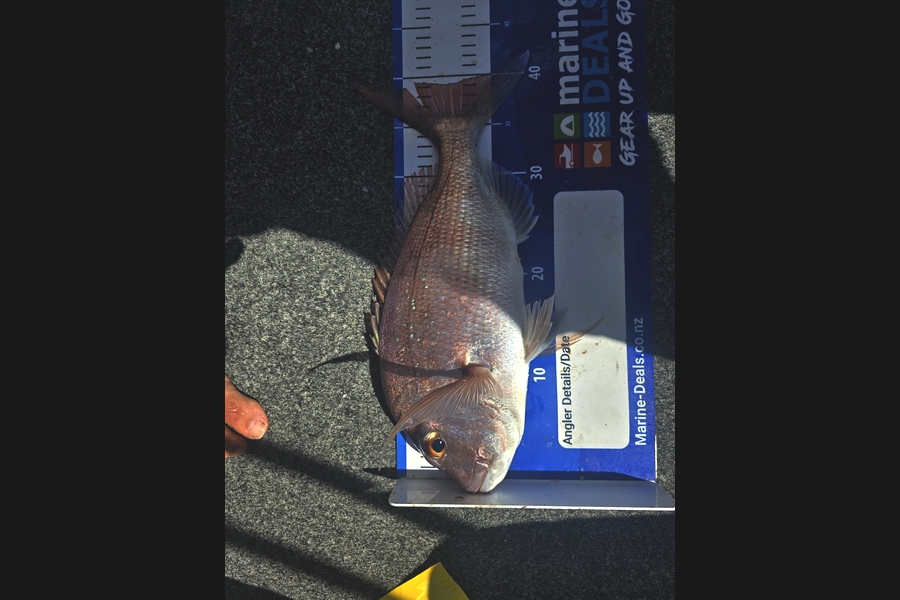Dewald Steyn caught this 39.0cm Snapper at Auckland during The Export NZ Fishing Competition