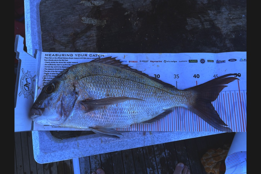 Rhys Holding caught this 43.0cm Snapper at Auckland during The Export NZ Fishing Competition
