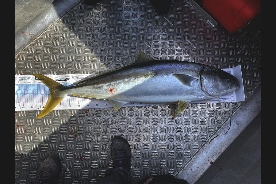 Rachell Penberth caught this 106.0cm Kingfish at Northland during The Export NZ Fishing Competition
