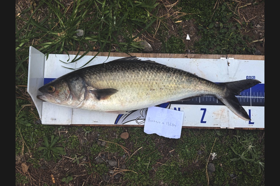 Mark Ray caught this 55cm Kahawai at Taranaki during The Export NZ Fishing Competition
