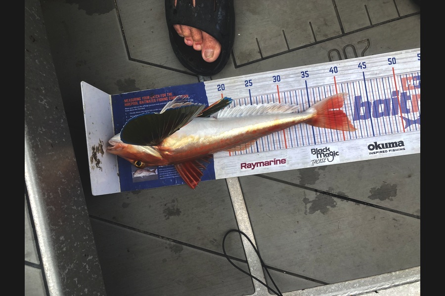 David Monagan caught this 40.5cm Gurnard at Hawkes Bay during The Export NZ Fishing Competition